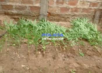 Dos demorados, una tumbera y 15 plantas de marihuana secuestradas en Cutral Co