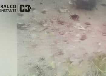 Enorme araña apareció en el barrio Norte de Plaza Huincul