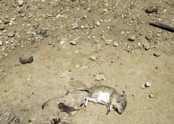Vecina de Huincul encontró un roedor de cola larga y pide ayuda para fumigar