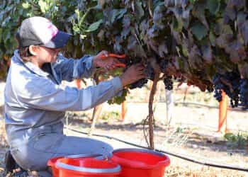 Temporada récord de cosecha en el viñedo de Cutral Co