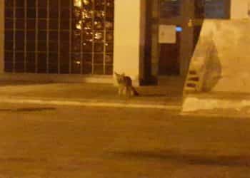 Un zorro patagónico paseaba por la calle Roca de Cutral Co