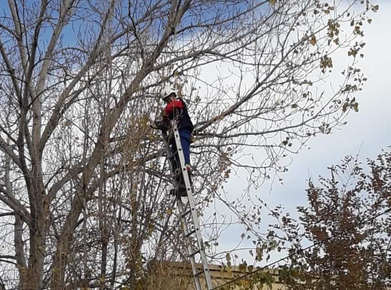 Un gatito se trepó en un árbol y los bomberos de Huincul lo rescataron