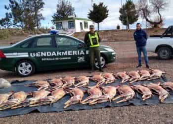 Transportaban 21 cabras faenadas y fueron decomisadas en Añelo
