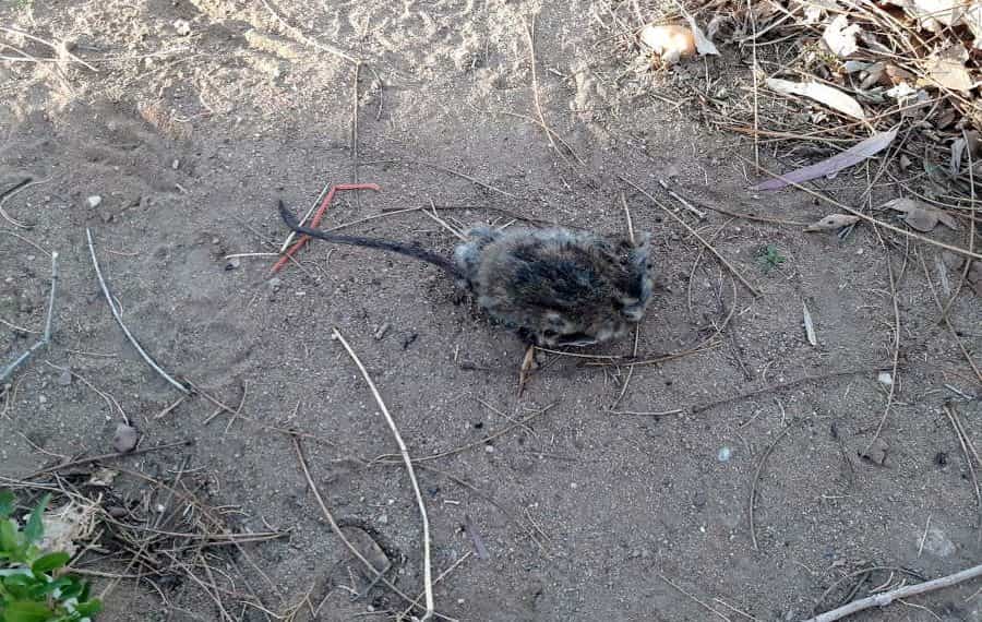 Vecina preocupada por la aparición de un ratón muerto en Huincul