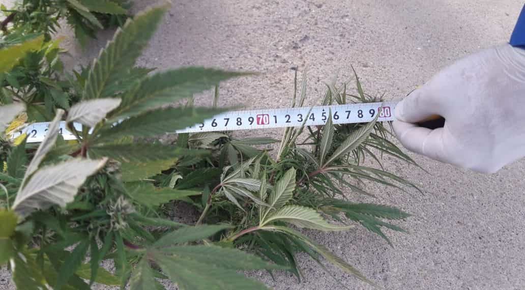 Dos detenidos y dos plantas de marihuana secuestradas en Cutral Co