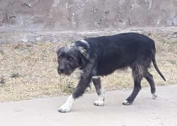 Huincul: Preocupación en barrio Uno por un perro mordedor