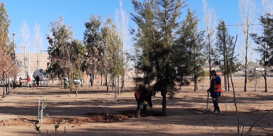 Reforestan los espacios verdes en Plaza Huincul