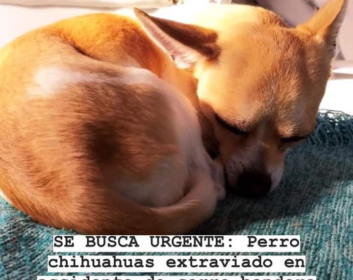Vuelco fatal en ruta 22: Familia desesperada busca a la mascota de la víctima