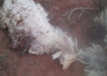 Perros salvajes: puesteros de Meseta Buena Esperanza denuncian matanza de animales
