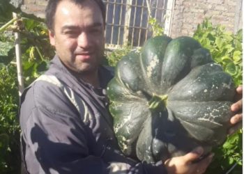 Cutral Co: lanzan concurso para premiar el zapallo más grande