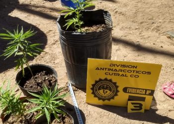 Huincul: Secuestraron marihuana en un allanamiento por violencia de género