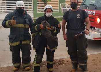 Bomberos de Cutral Co rescataron al gato Pocho de un árbol