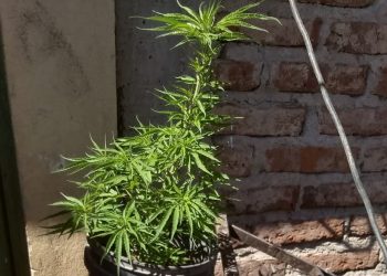 Huincul: Secuestraron marihuana en un allanamiento por violencia de género