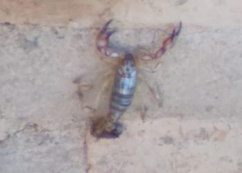 Alertan por alacranes en el barrio Zani