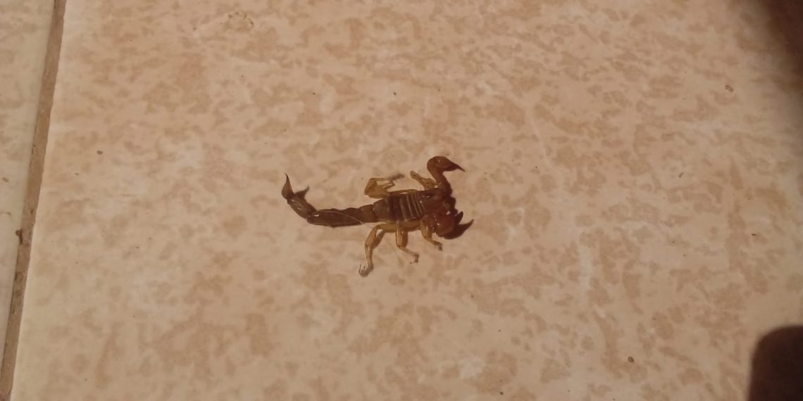 Vecinos de Parque Este alertan por presencia de alacranes