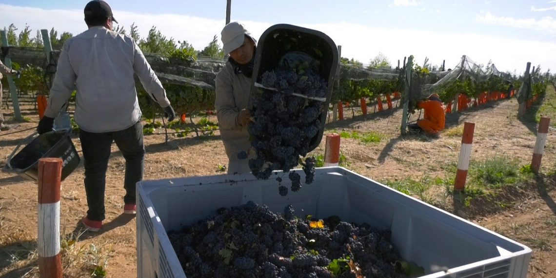 Nuevo récord de cosecha en los viñedos de Cutral Co