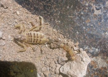 Pueblo Nuevo: preocupa la aparición de alacranes en los nuevos loteos