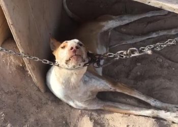 Darán charla informativa sobre maltrato animal en Cutral Co