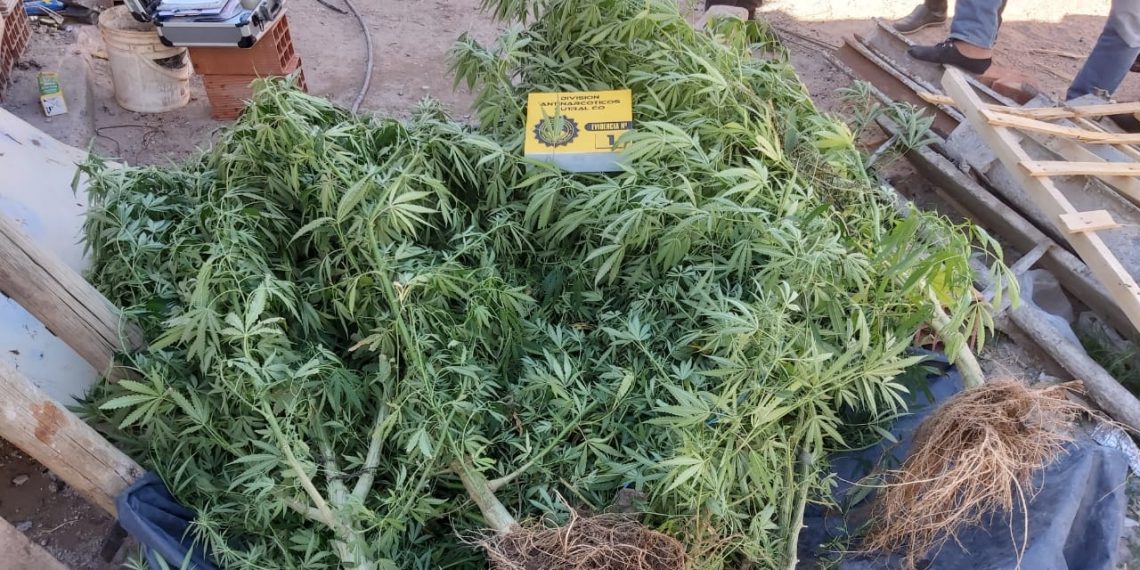 División Antinarcóticos secuestró plantas de marihuana en el barrio Otaño