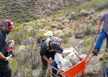 Encontraron un reptil marino en Taquimilán y lo estudiarán en Plaza Huincul