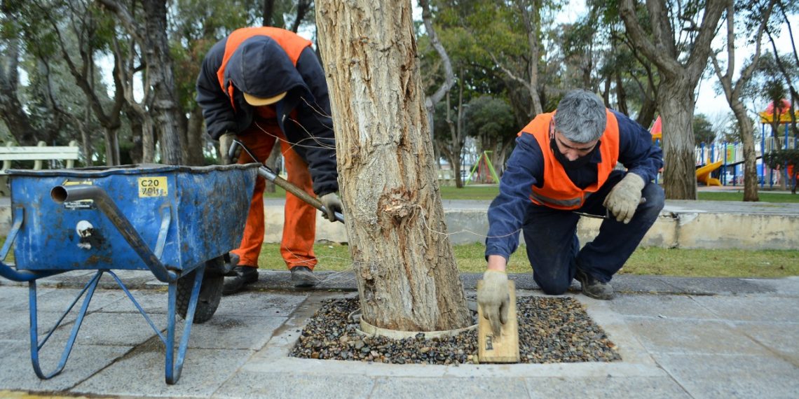 Cutral Co aplicó una solución ecológica en árboles y canteros