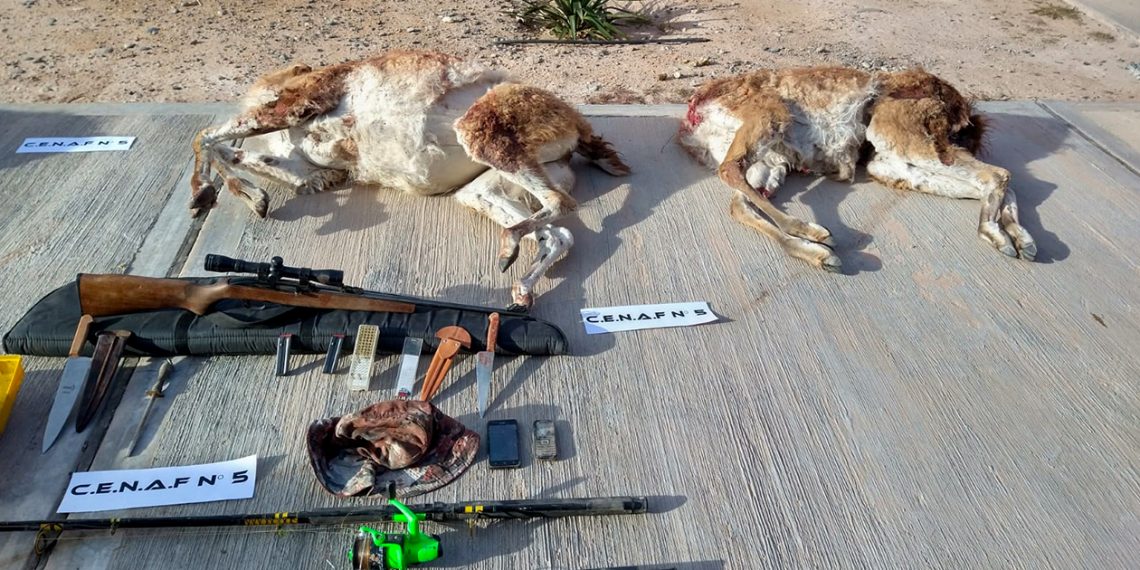 Rincón: mataron 4 guanacos y los detuvo la policía