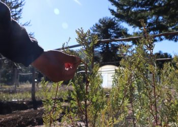 La Legislatura entregará árboles a Cutral Co