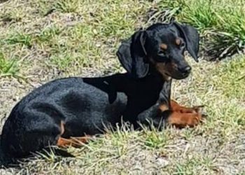Una mujer desesperada busca en Cutral Co a su perro perdido en Zapala