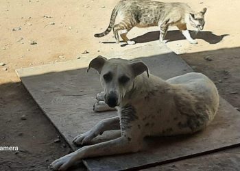 En Huincul habrá un centro de rehabilitación y tránsito animal