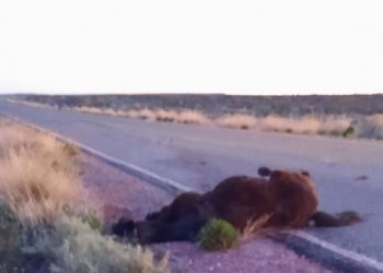 Ruta 17: Una camioneta chocó con un potrillo cerca del ingreso a Buena Esperanza