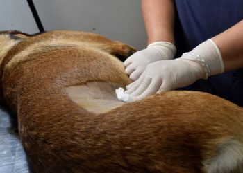 Plaza Huincul realizará castraciones para mascotas en las sedes barriales