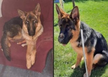 Se les perdió su mascota y la buscan en Cutral Co