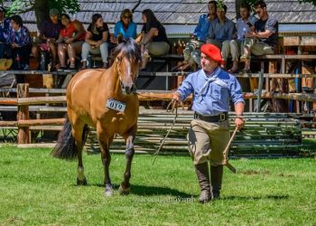 Caballos de Cutral Co entre los mejores de la Expo Rural de Junín de los Andes