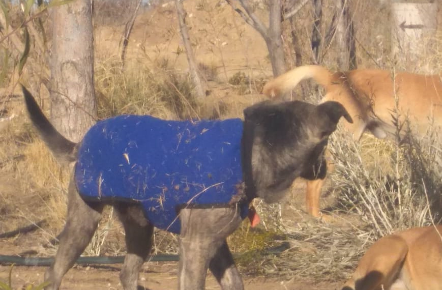 Preocupación e intriga por la desaparición de cinco perros en Plaza Huincul