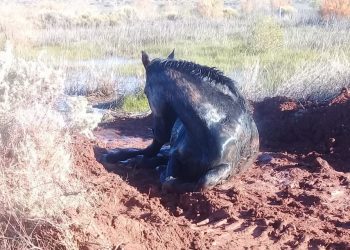 Bomberos de Plaza Huincul rescataron un caballo y ahora piden ayuda para socorrerlo