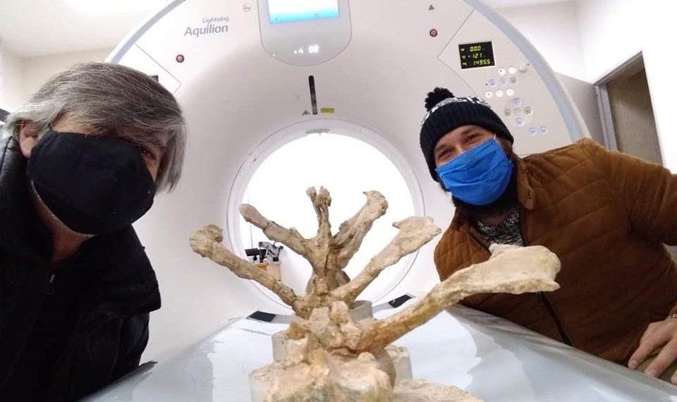 Estudian huesos de un nuevo dinosaurios carnívoro en Plaza Huincul
