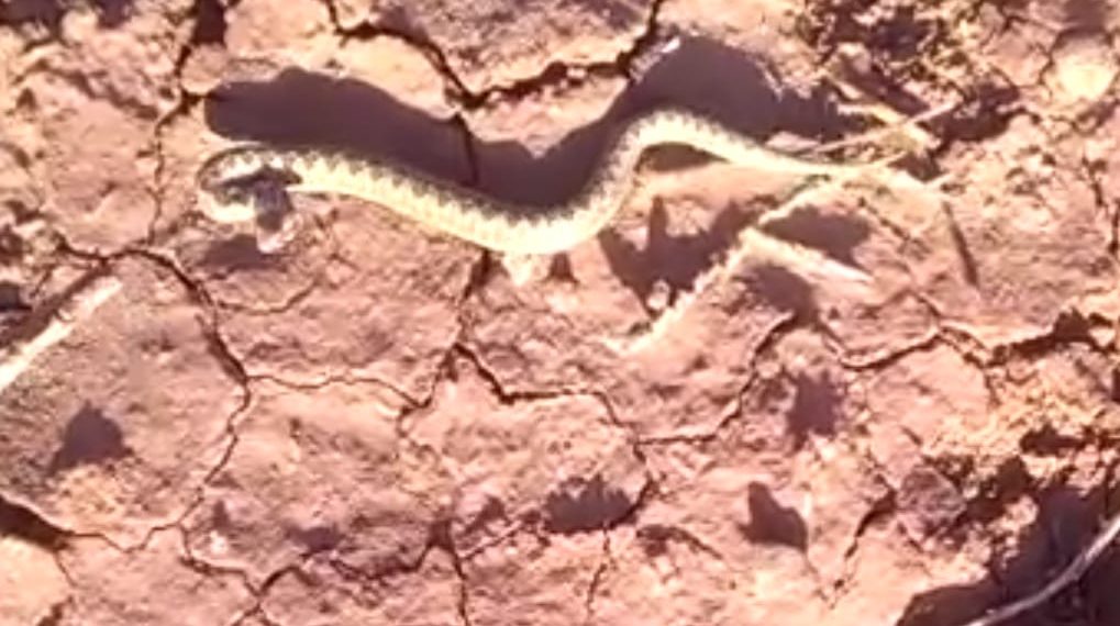 Vecino de Cutral Co sorprendido por una cría de serpiente