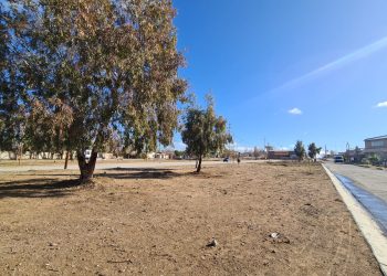 Cutral Co: explican por qué debieron retirar seis eucaliptus en Parque Este