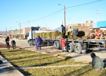 Empezó la parquización del bulevar en la avenida Hernández de Cutral Co