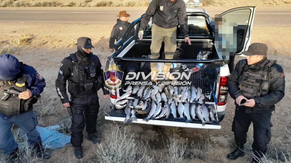 Secuestraron 40 truchas y un piche a pescadores furtivos en la ruta N° 17