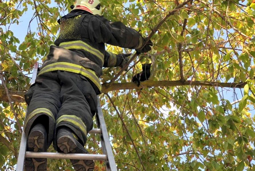 Bomberos de Cutral Co también dejarán de rescatar gatos de árboles altos