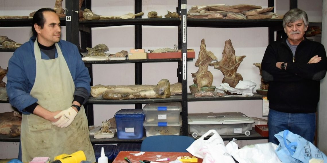 Fósiles de dinos están bajo la lupa de los investigadores, en el museo Carmen Funes de Huincul