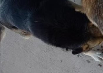Continúa la búsqueda desesperada de un perro en Plaza Huincul