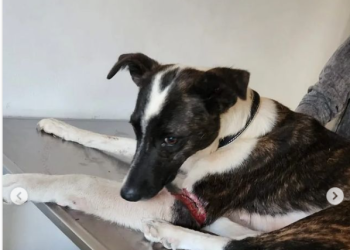 Plaza Huincul: advierten sobre trampas para animales en barrio Norte