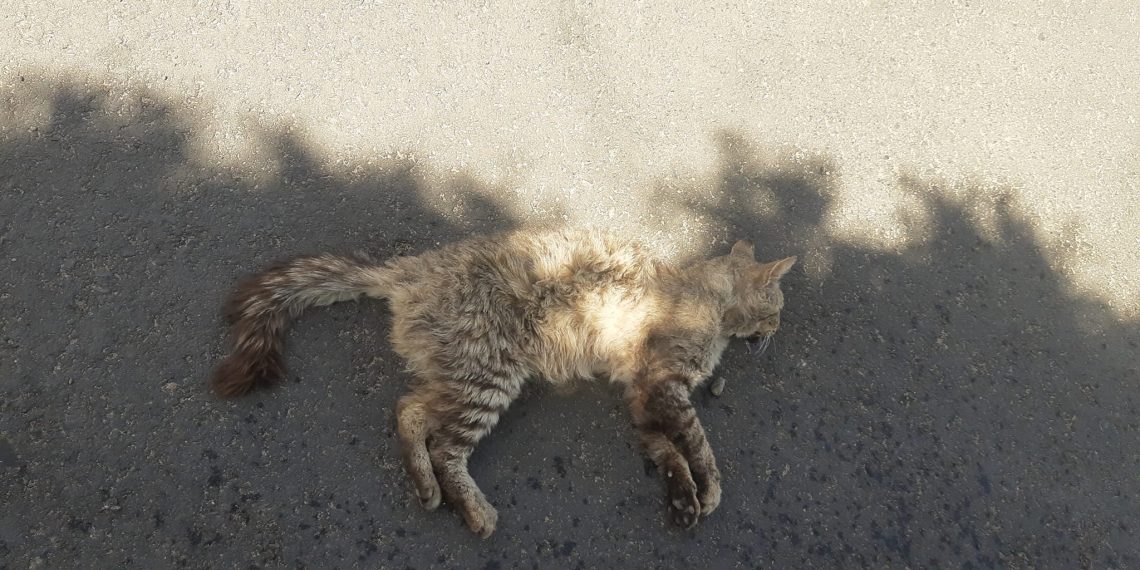 Cutral Co: aparecieron gatos asesinados a balinazos y los vecinos se indignaron