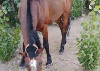 Encontraron a “Milagro”, el caballo que era buscado en Cutral Co