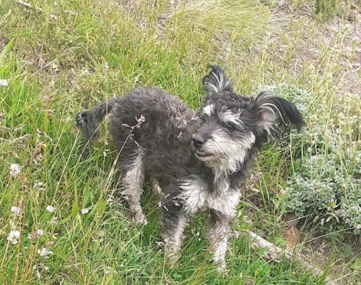 Viajaban desde Zapala, bajaron en Cutral Co y se escapó su perra “Mora”