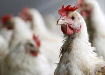 Se confirmó el primer caso de gripe aviar en Neuquén: en Cutral Co recomiendan prevención e higiene