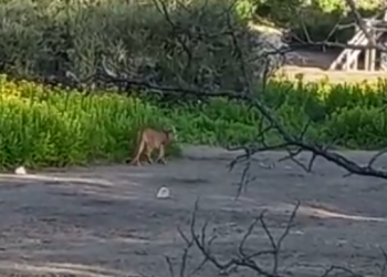 ¿Vas a Quillen? Atención porque vieron un puma por el bosque