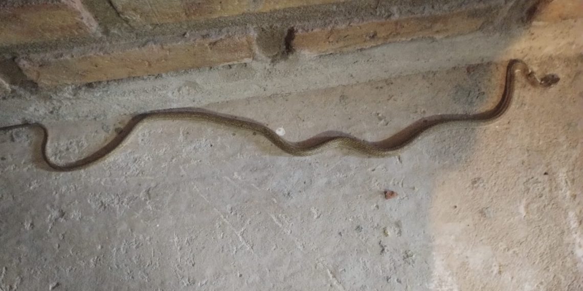 Cutral Co: entró una culebra a una casa en el barrio Parque Este y reclaman limpieza